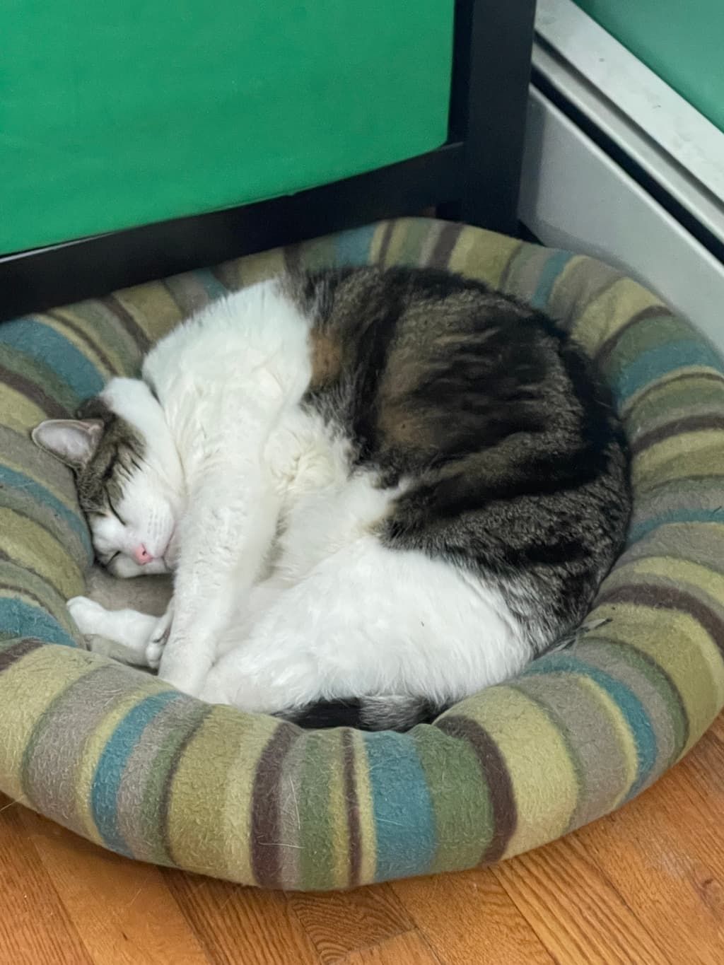Cookie curled up in a ball in her bed