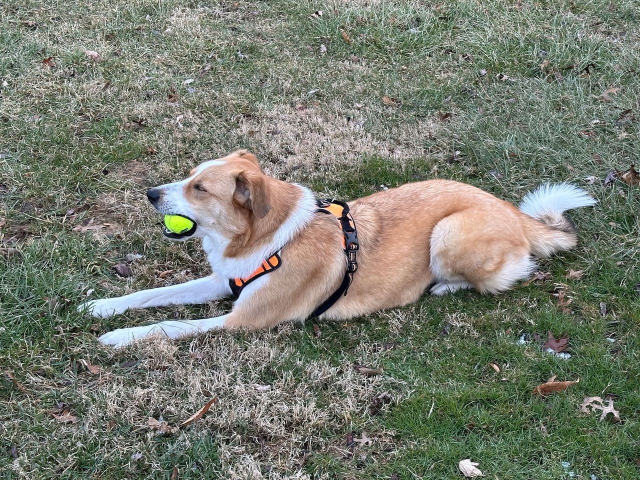 Tess, a tan and white dog lying in the grass with a tennis ball in her mouth