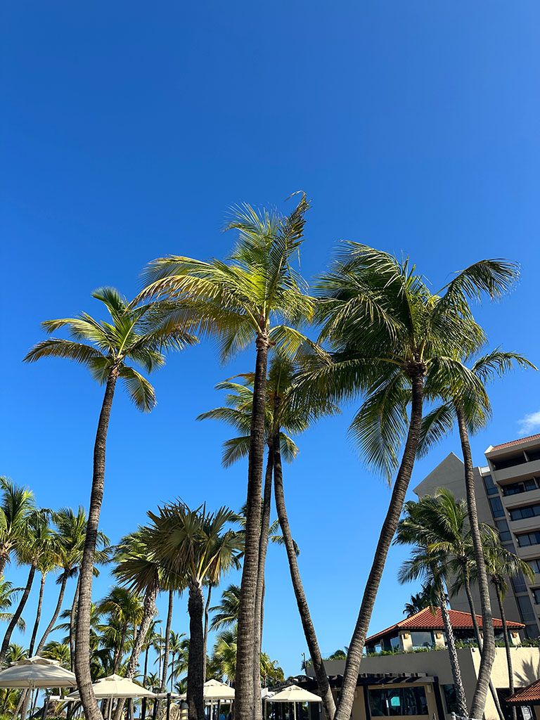 A picture of palm trees against a blue sky