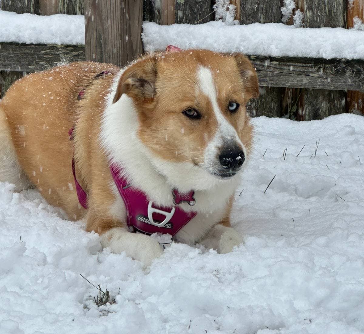 Tess, a tan and white dog lying in the snow