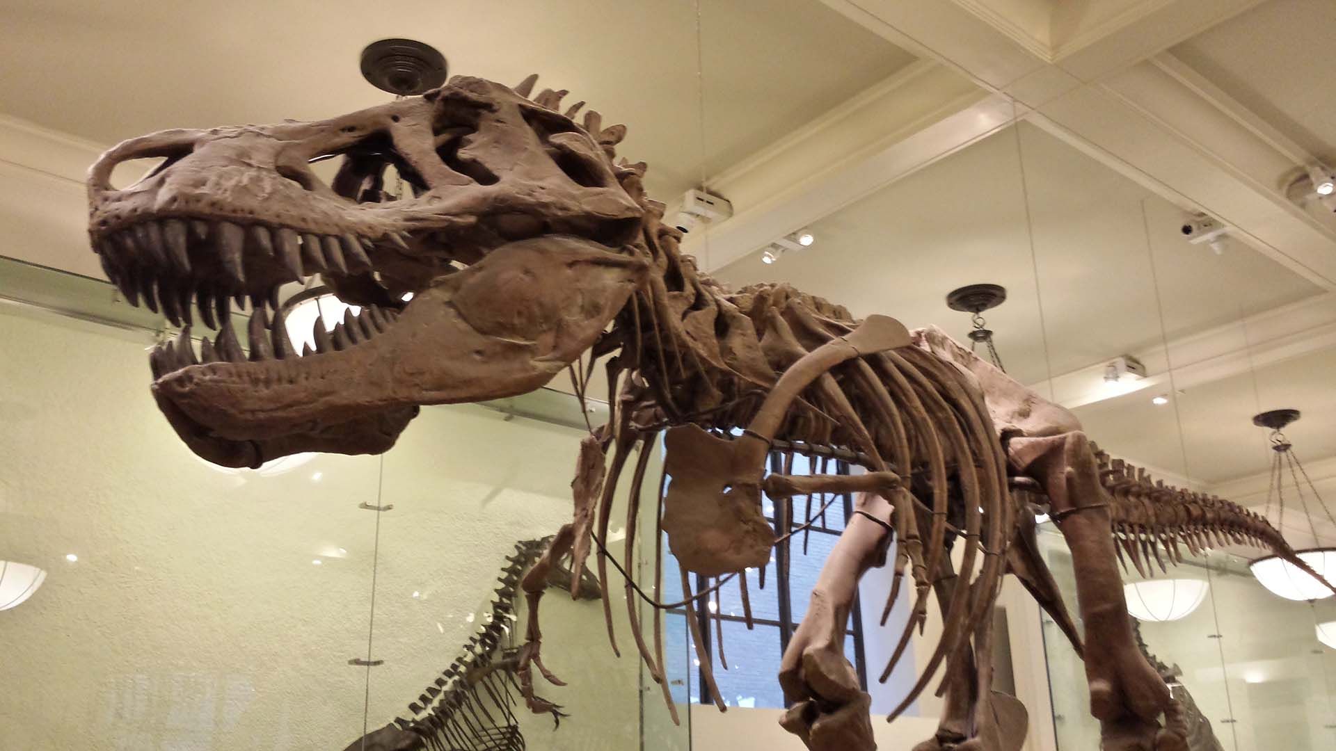 The skeleton of a Tyrannosarus Rex at the Museum of Natural History in New York City
