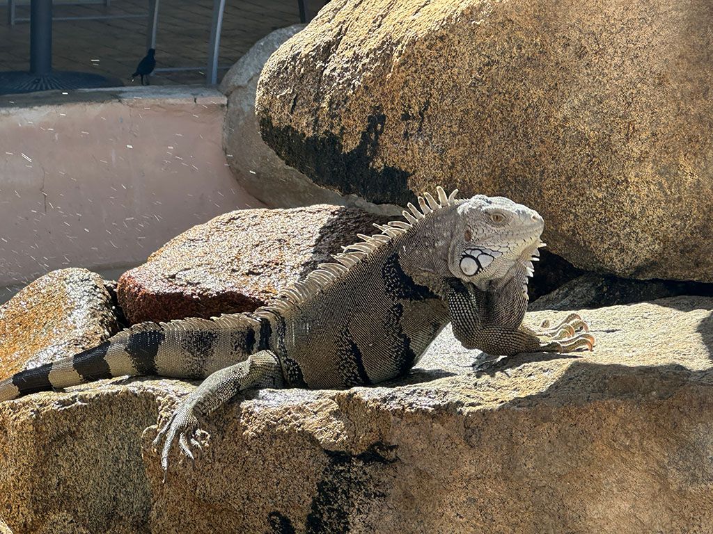 A gray-brown iguana sitting on a rock